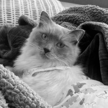 Bluey